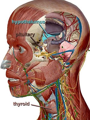 HPT Anatomy